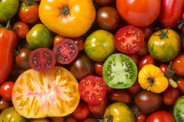 Tomaten: Pflege u. Stolpersteine - Fragestunde