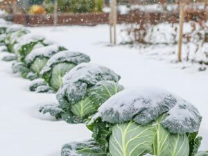 Erfolgreiche Ernte - planvoll ins neue Gemüsejahr