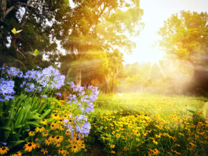 Gartenkompaß - Aspekt "Licht" - Seminarreihe