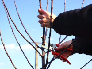 Obstgehölze richtig veredeln, aber wie?