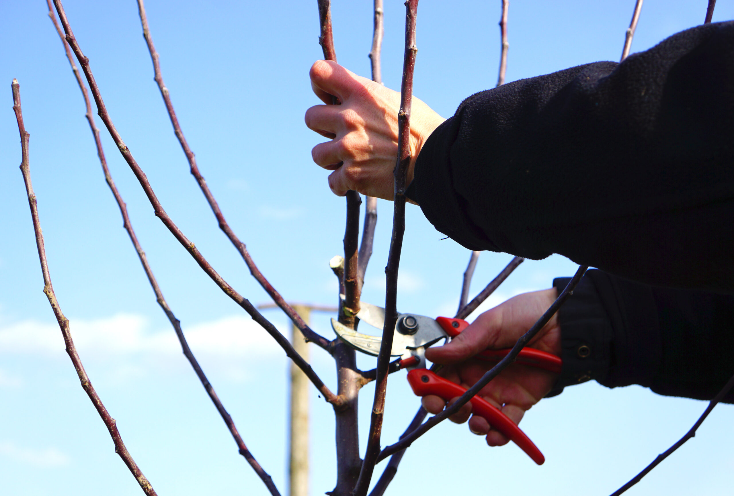 Obstgehölze richtig veredeln, aber wie?