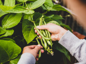 Bohnen - Gourmetgemüse aus dem eigenen Garten